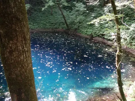 Le bleu intense de l'étang Aoike
