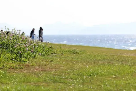 La nature en bord de mer sur l'île de Shikanoshima