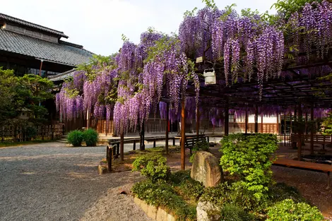 Niigata Maison Ito