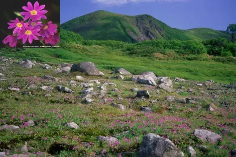 Les fleurs alpines parsèment les prairies des plateaux du parc Daisetsuzan