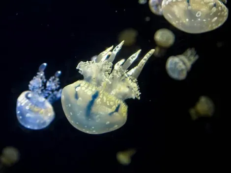 Admirez une cinquantaine d'espèces de méduses