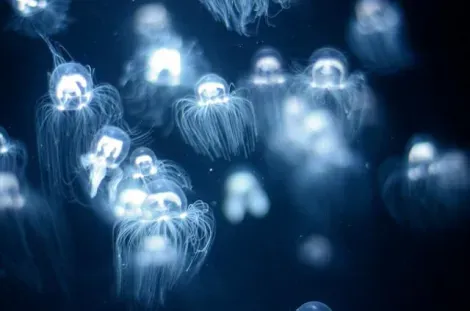 Observez le comportement des méduses à travers les vitres de l'aquarium