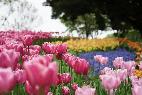 Tulipes du Parc mémorial Shôwa, à Tokyo