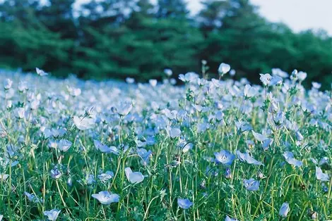 Le Parc mémorial Shôwa est le plus grand espace vert de Tokyo