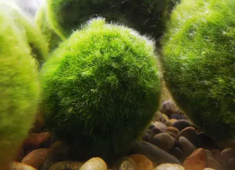Marimo, les boules d'algues