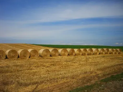 Straw bales in rolls in a field of Biei