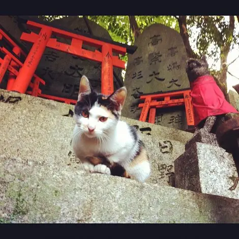 Un chat garde l'entée de ce sanctuaire shintô à Kyoto