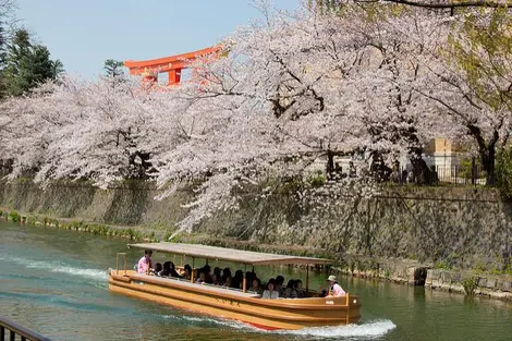 Sakura on the Lake Biwa canal.