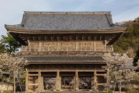 La grande porte du Kômyô-ji à Kamakura au moment des cerisiers en fleur