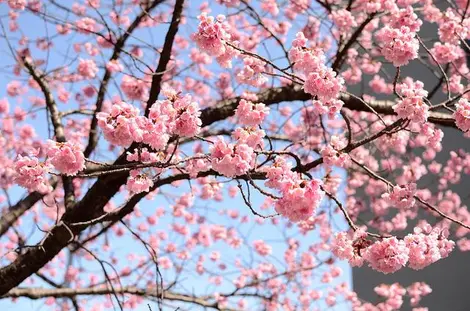 Kawazu cherry blossoms