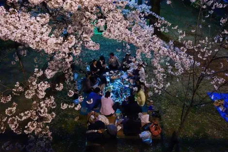Japoneses disfrutan de un picnic bajo los cerezos en flor.