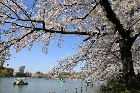 Hanami au parc d'Ueno, à Tokyo.