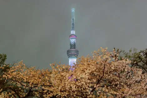 La tour tokyo Sky Tree vue depuis le parc sumida
