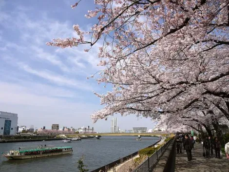 Longez le tunnel de cerisiers au bord de la Sumida à Tokyo