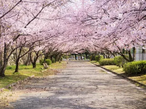 Cerisiers du parc Maizuru à Fukuoka, Kyushu