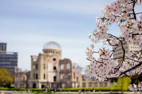 Hanami depuis les rives de la rivière Motoyasu à hiroshima 