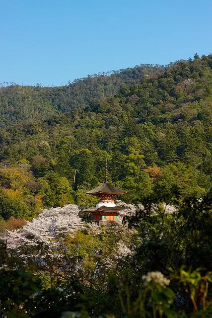 vue des cerisiers en fleurs dans la montagne de Miyajima