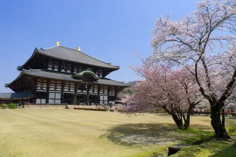 Le temple Tôdai-ji, bordé de cerisiers en fleurs, dans le Parc de Nara