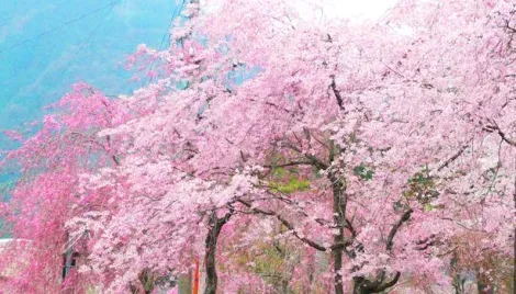 Les cerisiers en fleurs de Nikko, préfecture de Tochigi