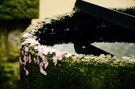 Les fleurs de cerisiers recouvrent les rues