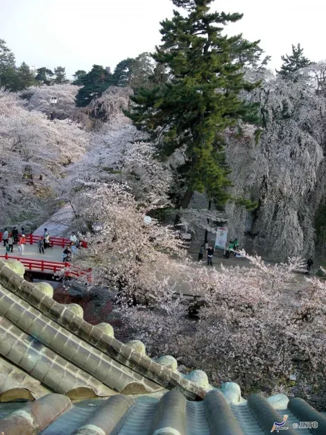 Vue des cerisiers en fleurs depuis le sommet du château de Hirosaki