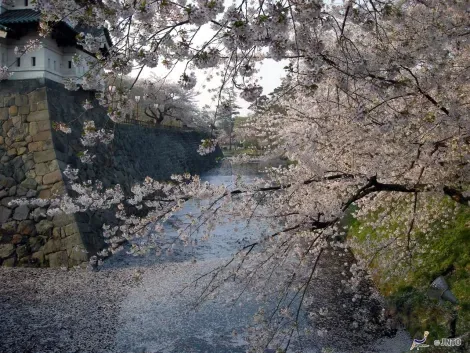 Les douves du château de Hirosaki, recouvertes de pétales de cerisiers