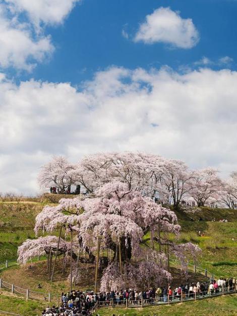 Le cerisier Miharu Takizakura