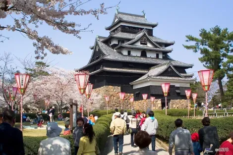 Le château de Matsue au moment des cerisiers en fleurs