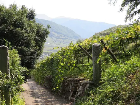 Vignes de Katsunuma