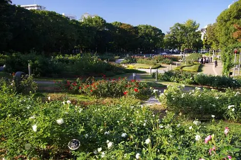 El jardín de rosas del parque Utsubo en Osaka.