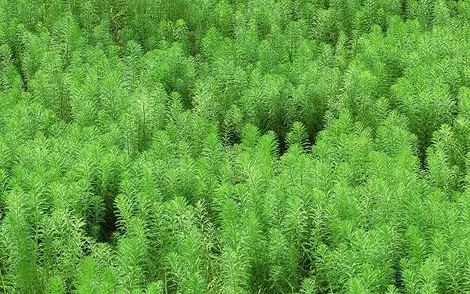 Herbes vertes dans la préfecture de Chiba