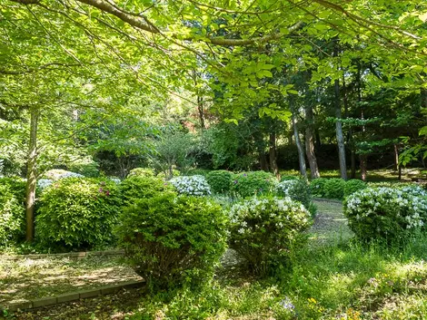 El parque Genji-yama Kôen en Kamakura es puro verdor.