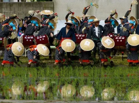 Le repiquage du riz se fait à la main au festival Mibu no hana taue à Kita-Hiroshima