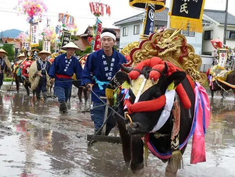 Les bœufs sont richement décorés à l'occasion du festival Mibu no hana taue