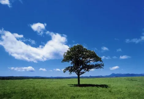 Les plaines de Tsurui, typiques du paysage de l'île de Hokkaido