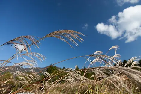 Le champ de pampas Sengokuhara, dans la région de Hakone