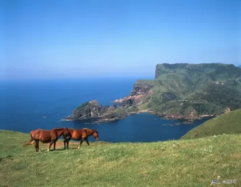 La côte de Kuniga et ses chevaux