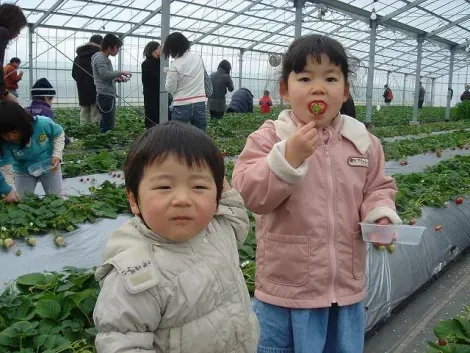 "Ichigo gari", la cueillette des fraises au Japon