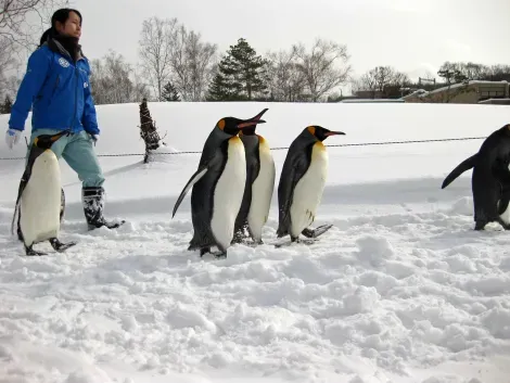 La balade des pingouins du zoo d'Asahikawa