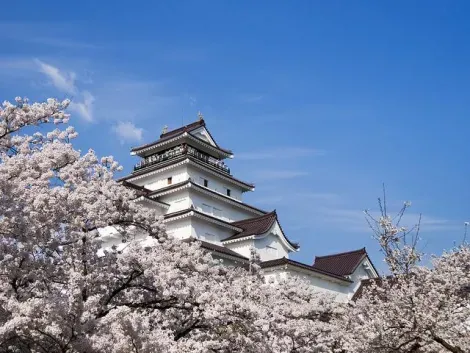 Le château d'Aizu au printemps, entouré de fleurs de cerisier
