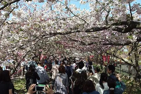 Sakura en el museo de la moneda.