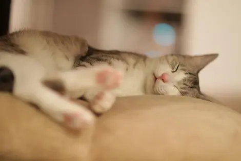 Chat endormi dans un café à chats de Kamata, Tokyo