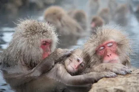 Les singes se délectent des sources chaudes (onsen)