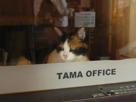Tama: le chef de gare derrière la vitre de son bureau à la gare de Kishi