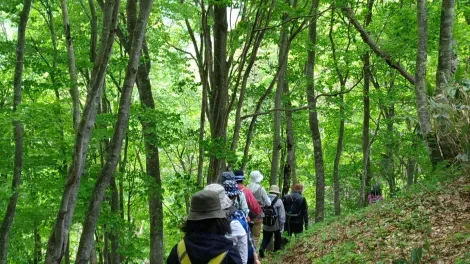 Randonnée dans le bois de Komatsunai