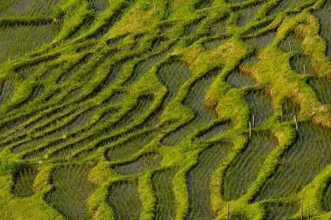 Détail des rizières en terrasse à proximité de Wajima
