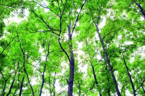 Les forêts de la péninsule de Kunisaki