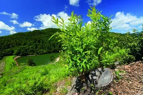 Forêts et canaux d'irrigation, dans la péninsule de Kunisaki