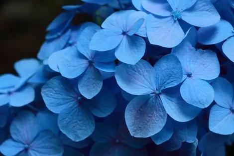 hortensias