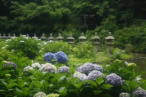 hortensias-gessho-ji